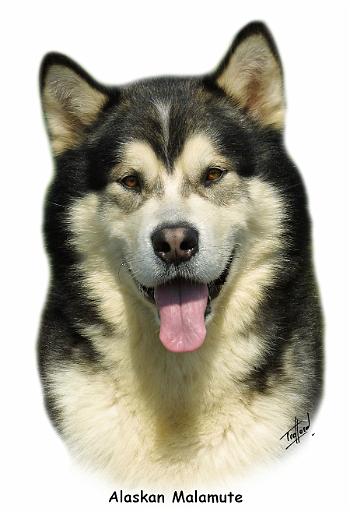 Alaskan Malamute 8T070D-03_2.JPG